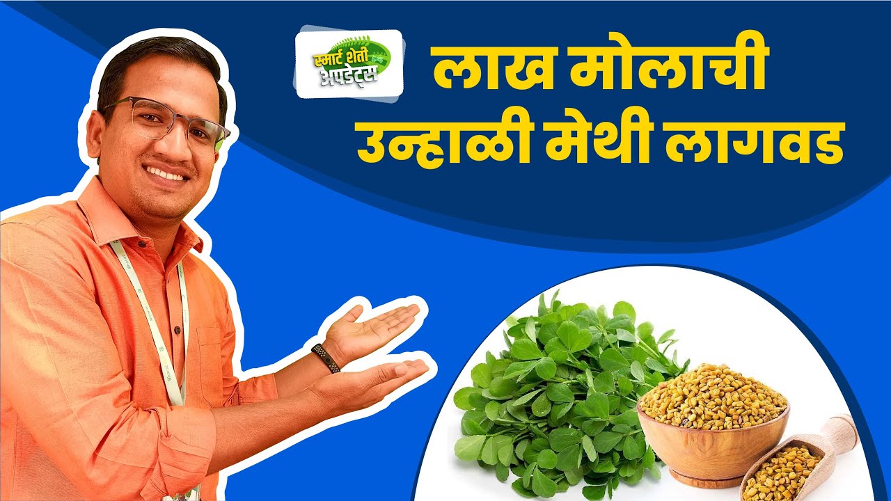 लाखो रुपये कमावून देणारे पीक | उन्हाळ्यात मेथी लागवड पद्धत | unhali methi lagwad sampurn mahiti