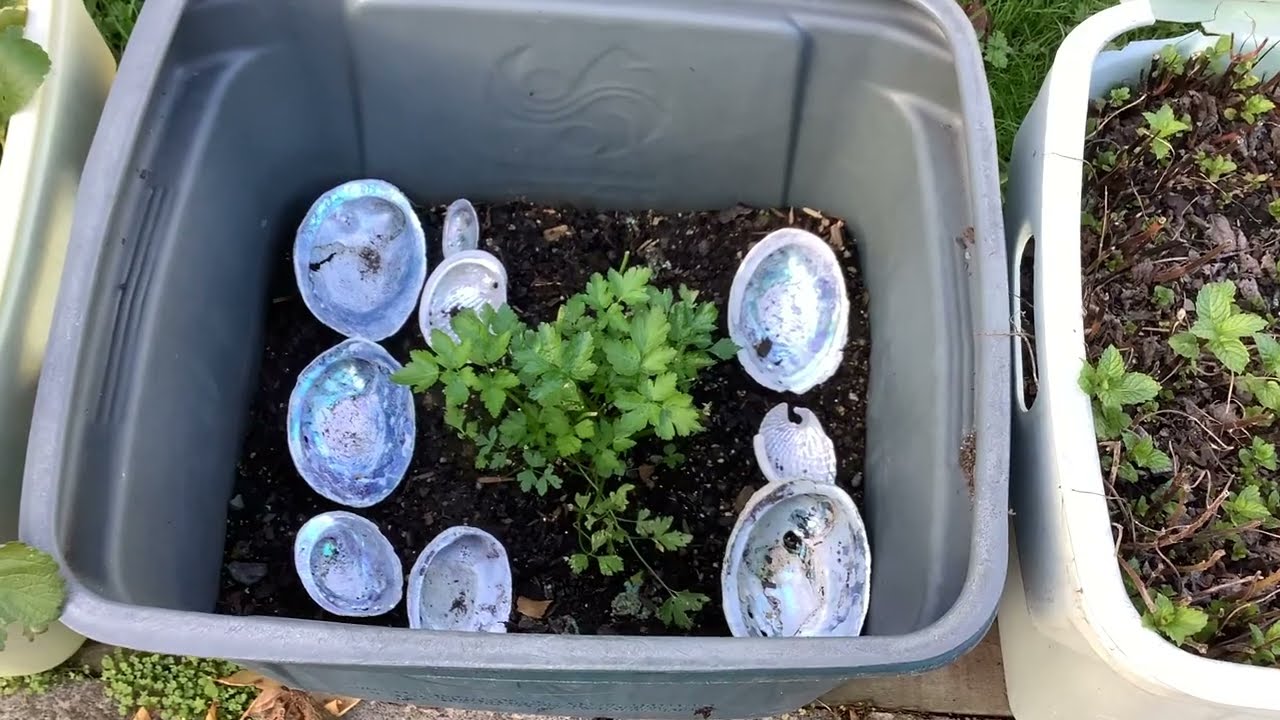 Autumn garden, Rangiora, New Zealand, Broad Beans, Brussels Sprouts.
