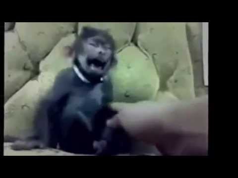 Gülen Maymun :D Çok Komik