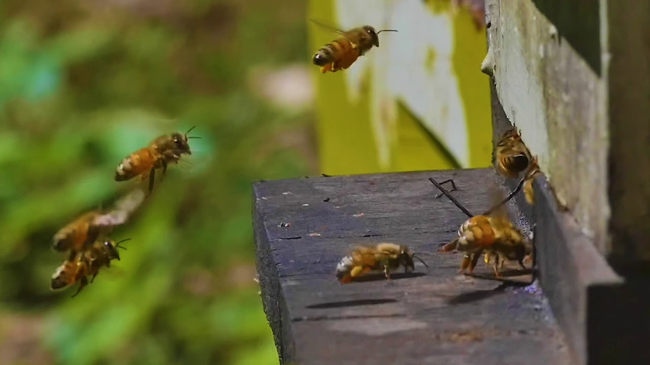 Warm Fall at the Hives YouTube
