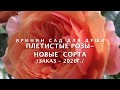 Rose // Плетистые розы -  новые сорта /Заказ 2020г./