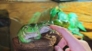 Angus and Betty have enjoyed a Dinner of Mostly Fingers!