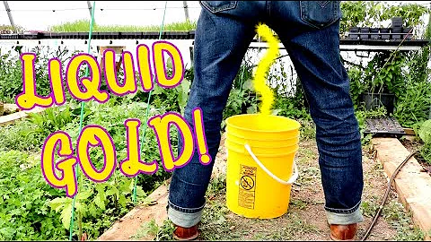 Liquid Gold: Urine as Garden Fertilizer?