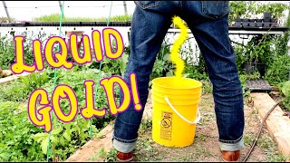 Liquid Gold: Urine as Garden Fertilizer?