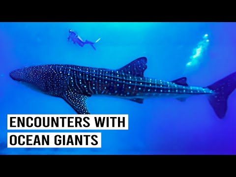 DIVING WITH SEA GIANTS AND HIDDEN FISH