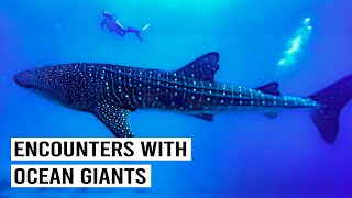 Diving with Sea Giants and Hidden Fish