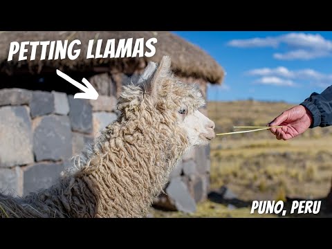 Things to do in Puno (EXPLORING SILLUSTANI & petting Llamas 🦙)