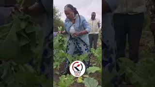 Governor Wavinya Ndeti harvesting vegetables in the farm