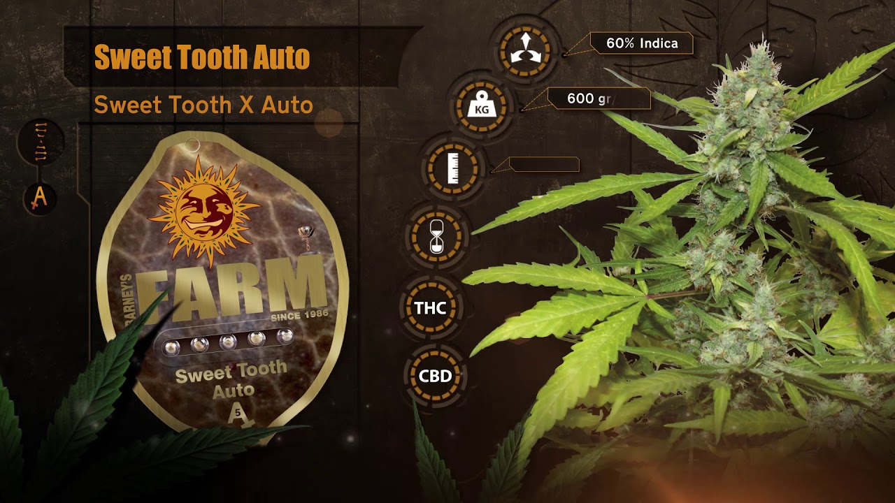 Barneys Farm Sweet Tooth Auto