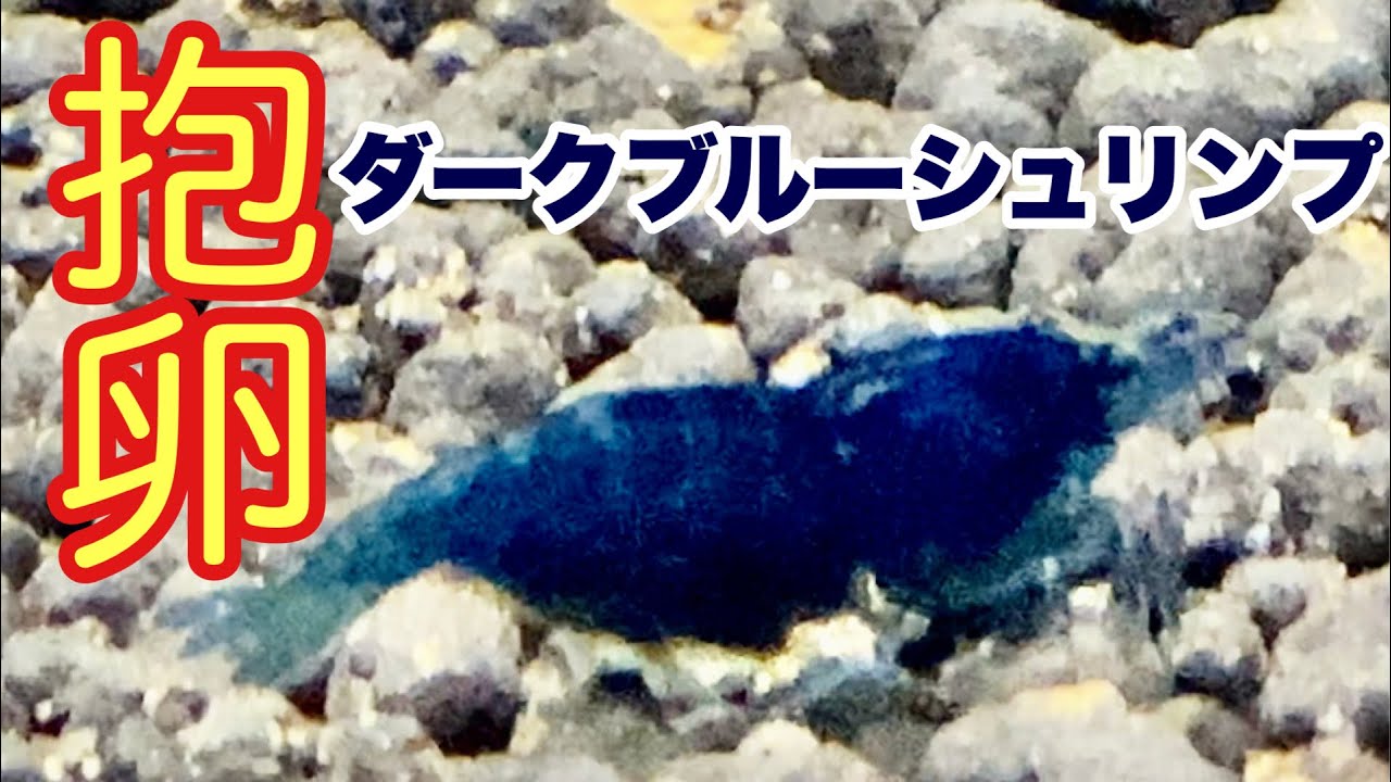 ダークブルーシュリンプ 抱卵 稚エビ。 #カラーシュリンプ