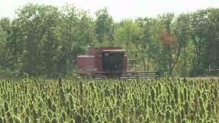 Farmers View Hemp as Cash Crop