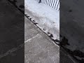 Car’s horn (honking) - sound effect
