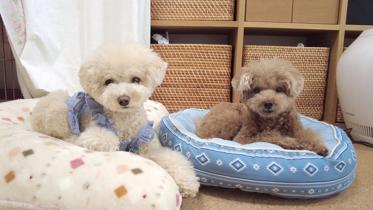 パパさんの現状についてお伝えします - YouTube