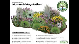 Monarchs in Jeopardy - They NEED your Waystation!