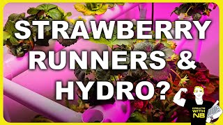 Basement Hydroponics Grow Room - Strawberry Plant Runner Experiment Results - DIY