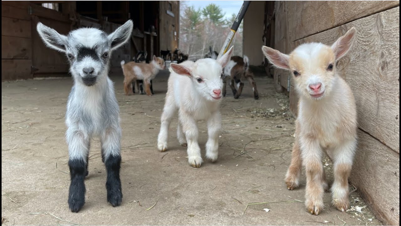 YoYo JR takes the goat to harvest fruit to sell