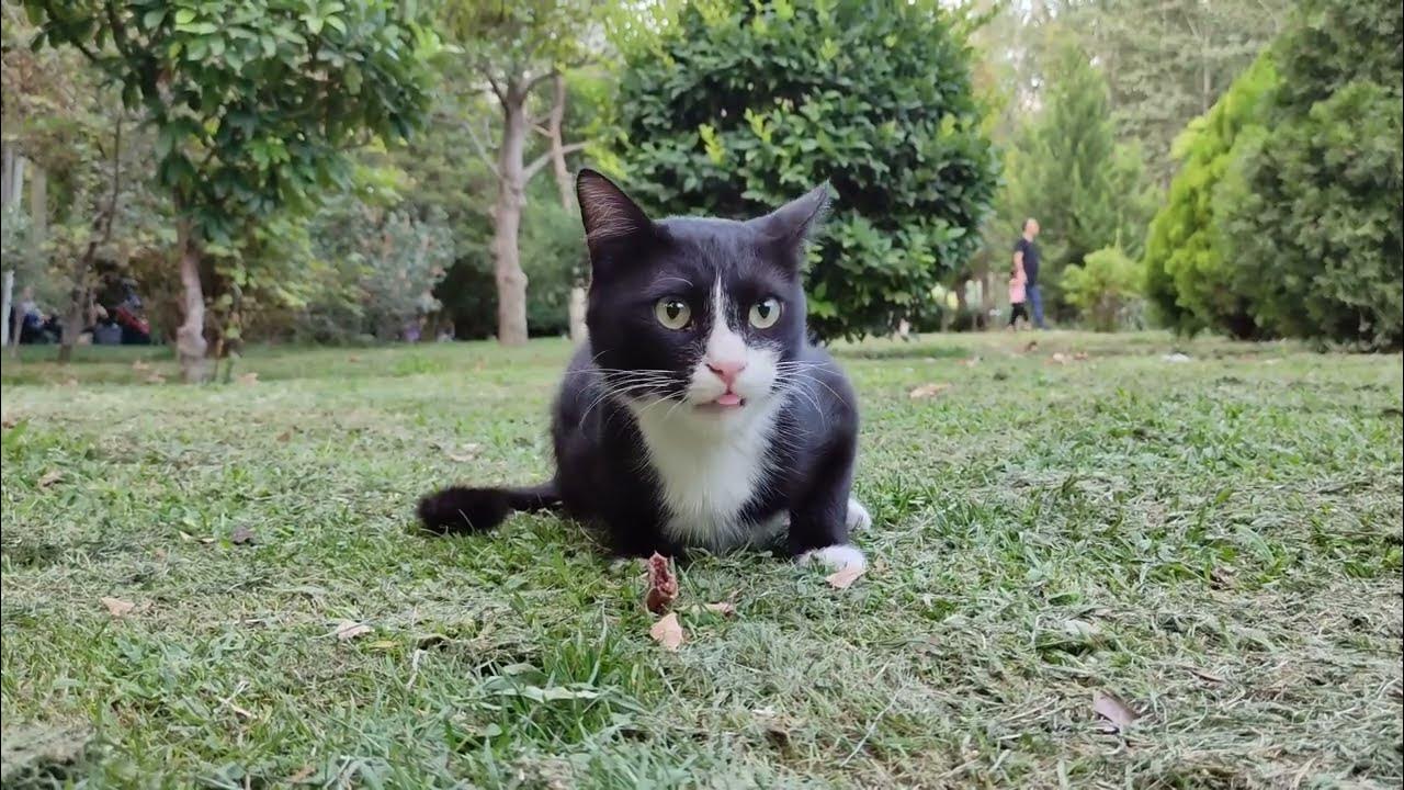 How Long Do Street Cats Live cat cats YouTube how-long-do-street-cats-live-cat-cats-youtube