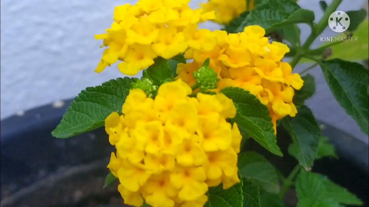 Lantana plant care tips/Growing Lantana in pot YouTube