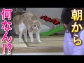 やんのかステップでオラオラな猫と娘(笑)【スコティッシュフォールド】