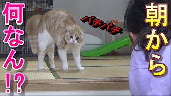やんのかステップ Youtube