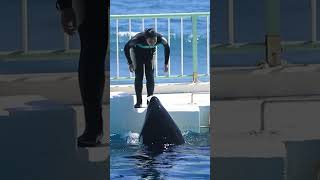 氷を運ぶ賢いシャチ「ララ」可愛すぎ♥ #Shorts #鴨川シーワールド #シャチ #Kamogawaseaworld #Orca #Killerwhale