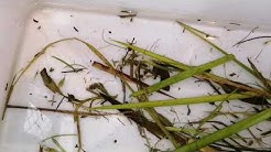 コンチューブ 昆tube Japanese Insects Youtube