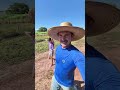 salgando cochos