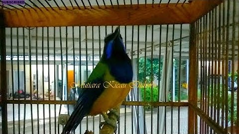 Cucak Cungkok Istimewa ~ Isian Kasaran Tajam Pedas ~Tembakan Istimewa Masteran Burung Lomba