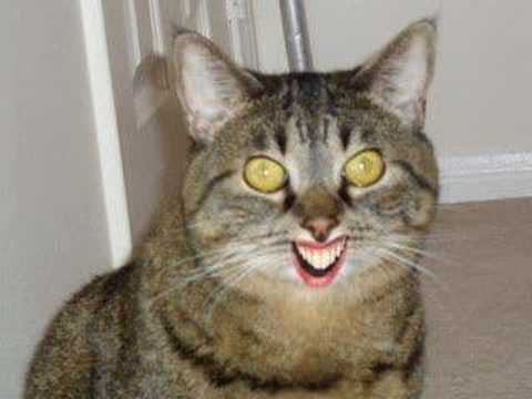 www.CatComedian.com