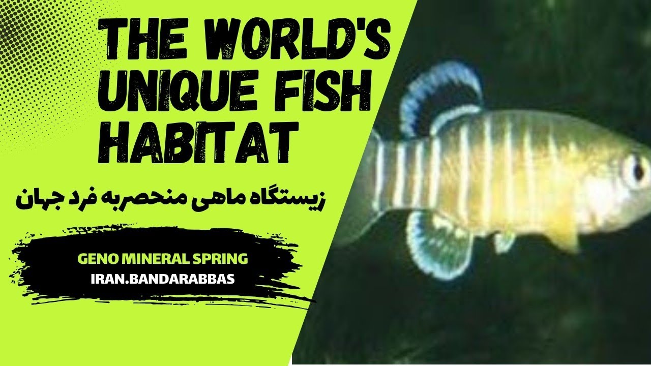 The unique fish habitat in the world Aphanius ginoisزیستگاه ماهی منحصربه فرد جهان