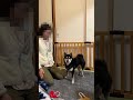 勘違いで襲ってくる柴犬