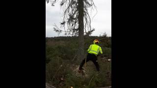 Felling A 130Yr Old Black Spruce