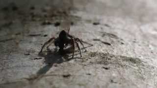 Jumping Spider Catches An Insect