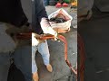 銅線を剥きまくる中澤社長２ #金属リサイクル #銅線 #剥線機