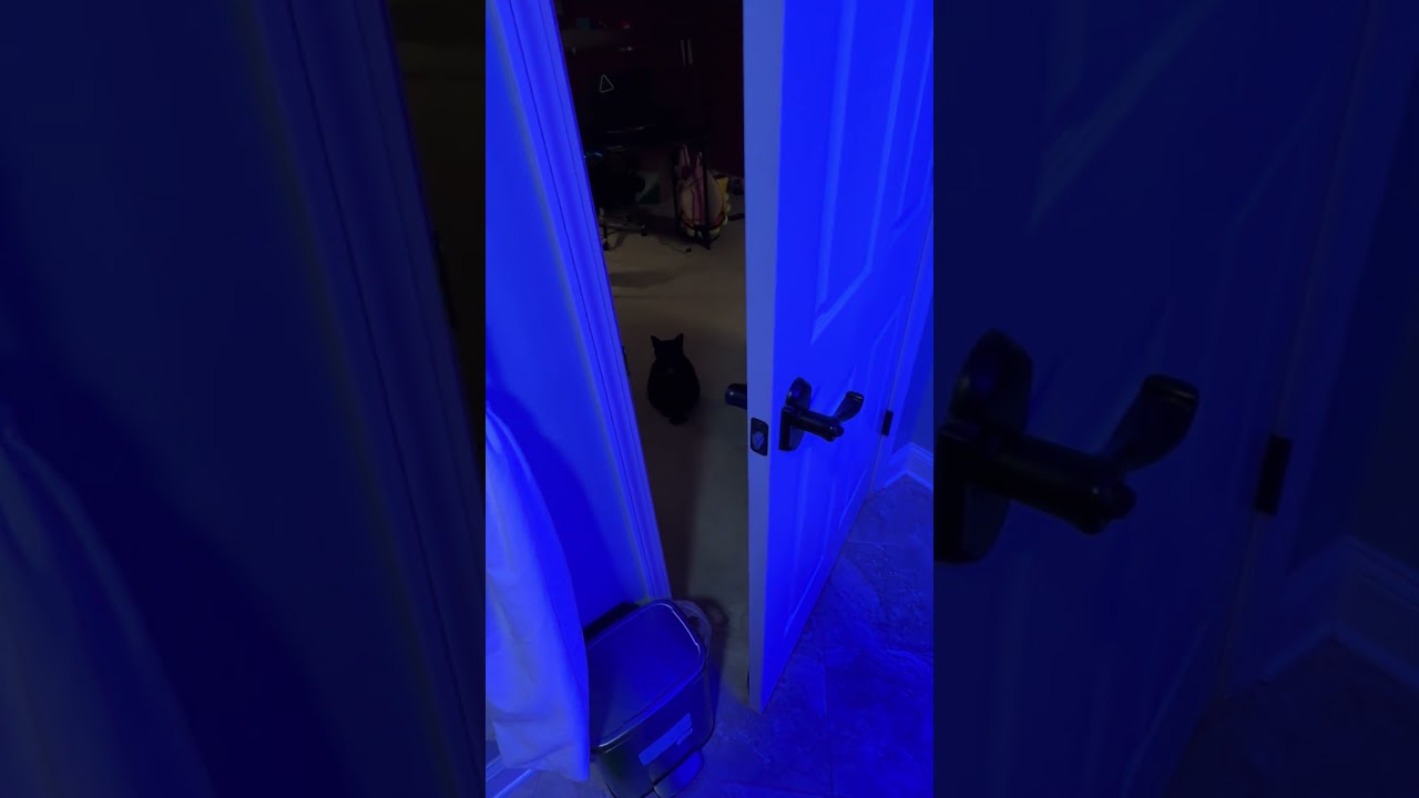 He just sits there, adorably||#cat #catshorts #fypシ