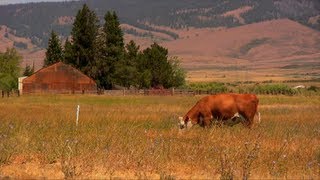 Occam's Grazer: An In-depth Introduction to Holistic Management