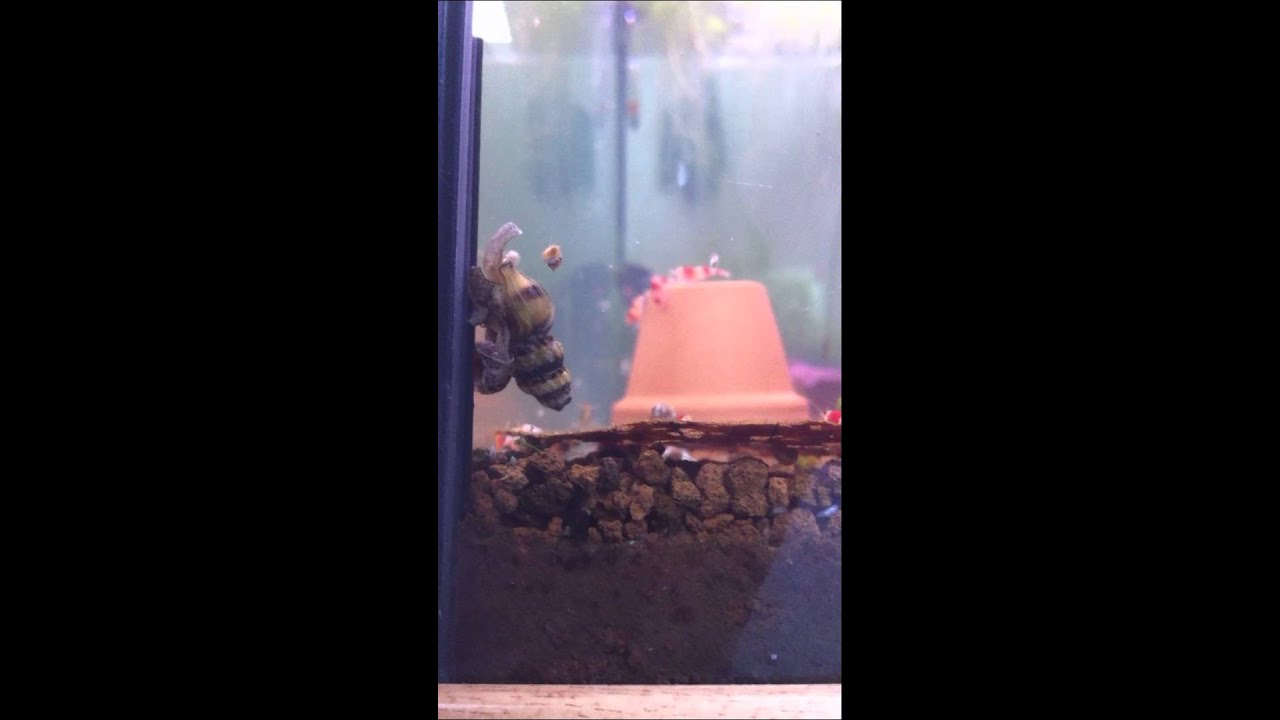 Anentome helena escargot