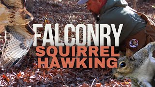 Falconry: Hunting Squirrels in South Carolina With a Red Tailed Hawk Sc Squirrels
