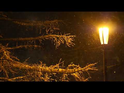 Ранетки Зима