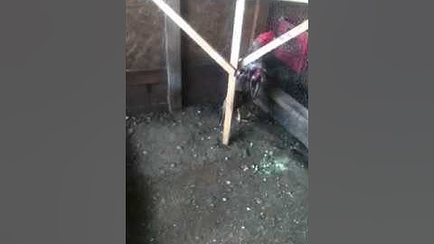 Qaib Thai spangle white rooster 8-9pounds