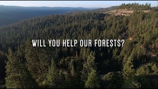 Launching a Campaign to plant 50 Million Trees For Our Forests