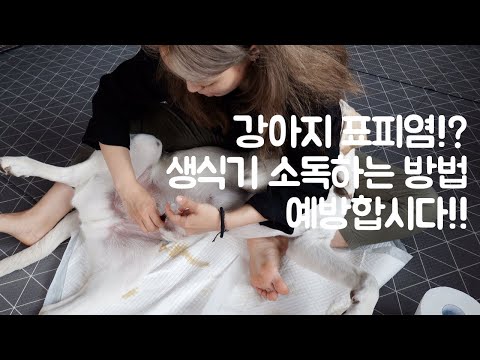 [래브라도리트리버] 강아지 포피염? 생식기염증 소독하는 방법 예방하기!