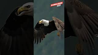 Can An Eagle Swallow A Fish In Flight shorts