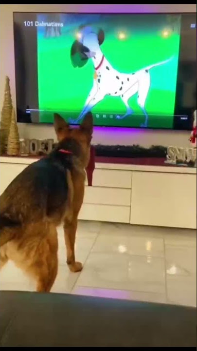 When Pet watching TV