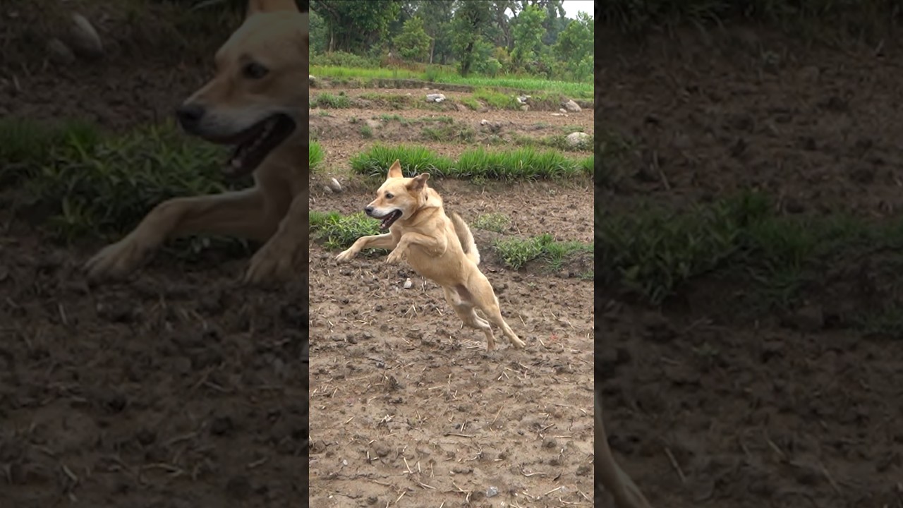 Ek saal purane dog rescue ka result 