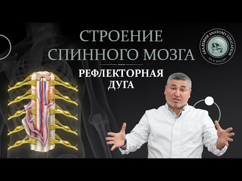 Спинной мозг. Строение. Рефлекторная дуга.  Spinal cord structure