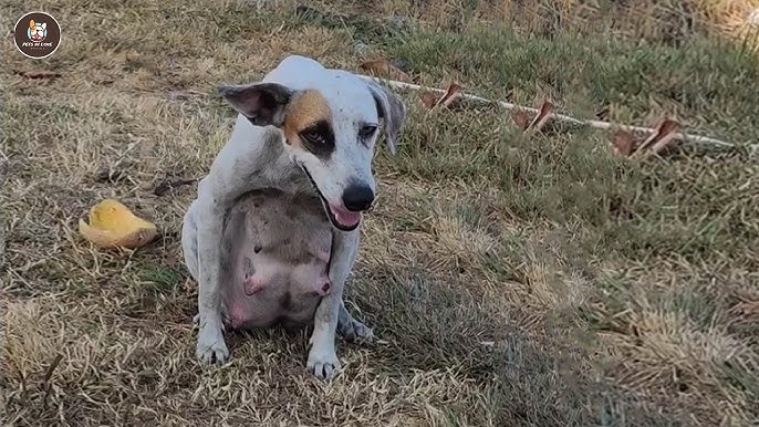 No one noticed her suffering, until vet cried & revealed the truth about her pups - YouTube