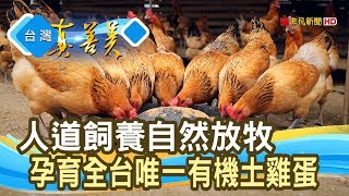 重質不重量“有機土雞蛋”甜心有機畜牧場【台灣真善美 ... 