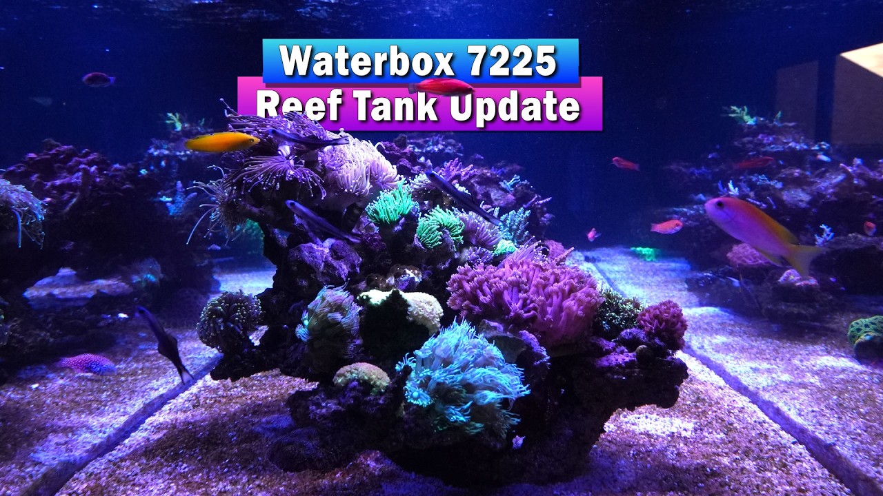 Waterbox Reef Tank Tour - 3 Month update