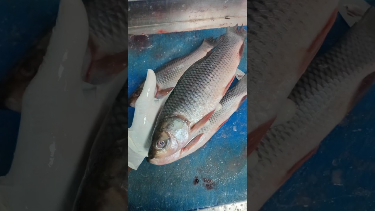Rohu /റൂഹു  Fish🐬Cleaning🔪skill👌How to clean  